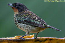 tanager