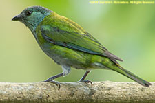 tanager