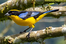 tanager