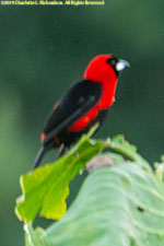 tanager