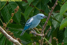 tanager