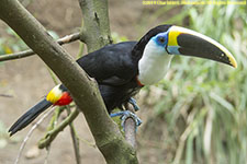 toucan