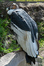 Andean condor