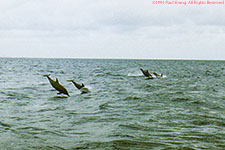 dolphins