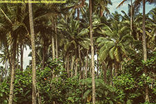 coconut palms