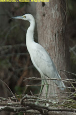 snowy egret