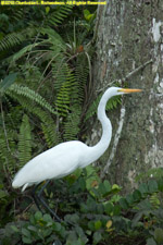 great egret