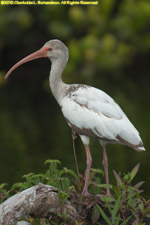 ibis