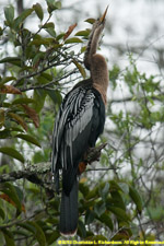 anhinga