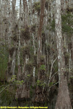 cypress trees