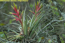 bromeliad