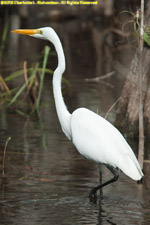 great egret