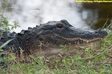 alligator closeup