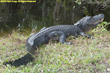 alligator