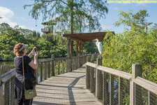 great heron on boardwalk