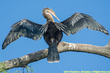 anhinga