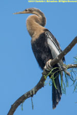 anhinga