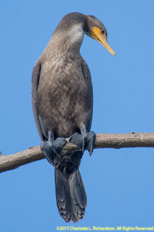 cormorant