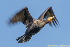 cormorant in flight