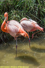 flamingos