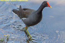 moorhen