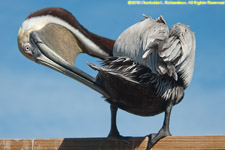 pelican