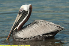 pelican on the water