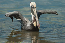 pelican on the water