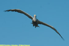 pelican flying