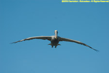 pelican flying