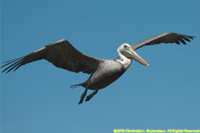 pelican flying