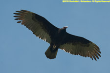 turkey vulture flying