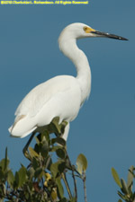 egret