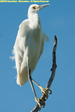 egret