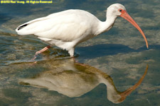 ibis