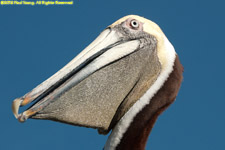 pelican closeup