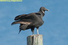 black vulture