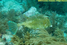 cowfish