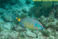 parrot fish