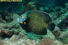 French angelfish