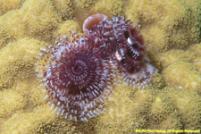 Christmas tree worm