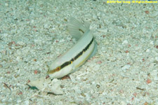 slippery dick