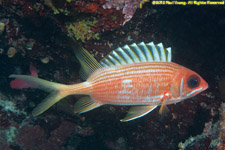 squirrelfish