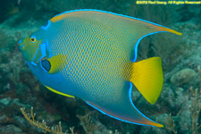 Queen angelfish