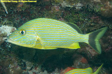 blue-striped grunt