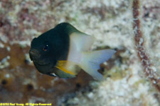 bicolor damselfish