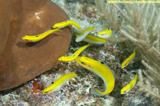 bluehead wrasse