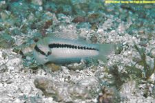 slippery dick