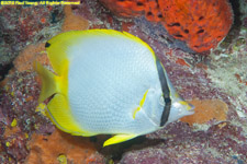 spotfin butterflyfish