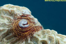 Christmas tree worm